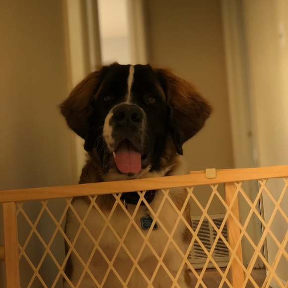 Meet your Posher, Aurora - Picture 1 of 1